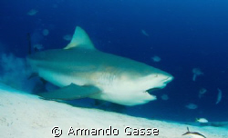 Bull Shark eating during one of our dives in the mexican ... by Armando Gasse 